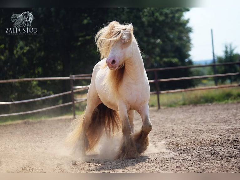 Cob Irlandese / Tinker / Gypsy Vanner Stallone 6 Anni 147 cm Perlino in Bratoszewice