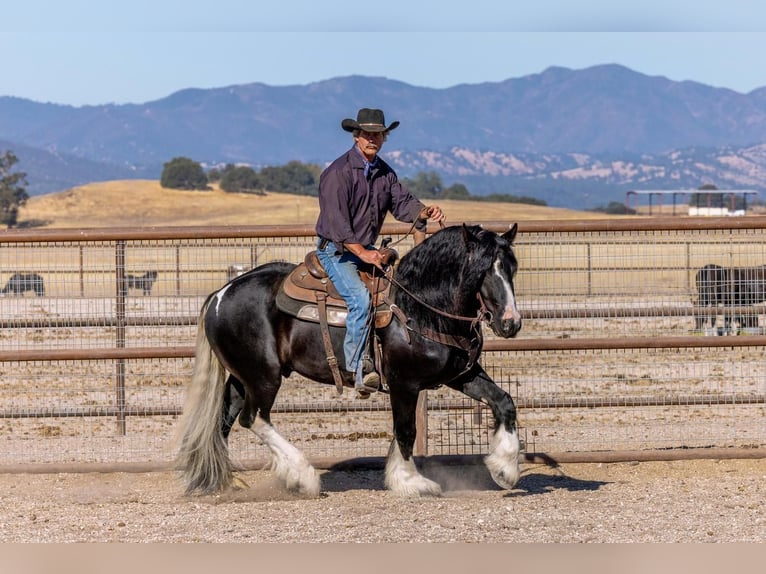 Cob Irlandese / Tinker / Gypsy Vanner Mix Stallone 6 Anni 155 cm Tobiano-tutti i colori in Lockwood, CA