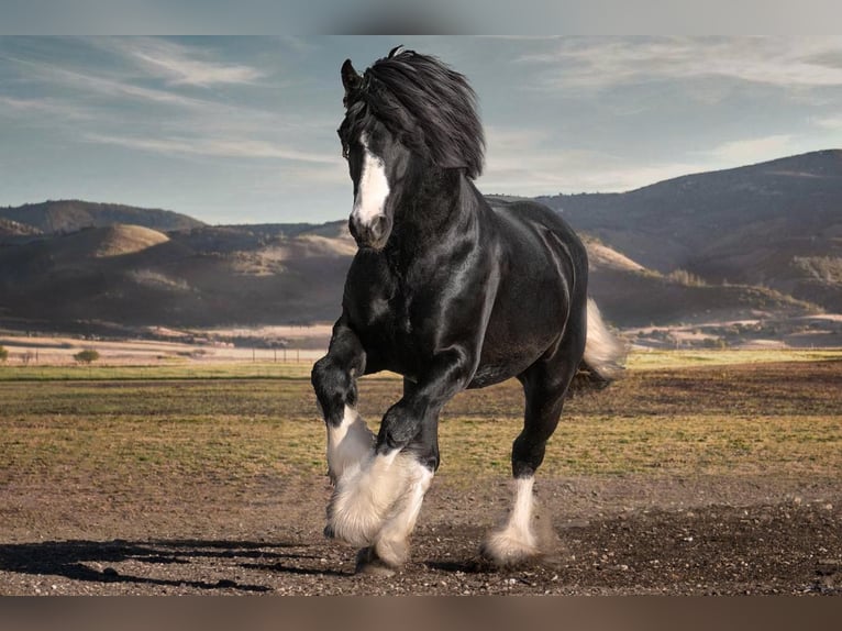 Cob Irlandese / Tinker / Gypsy Vanner Mix Stallone 6 Anni 155 cm Tobiano-tutti i colori in Lockwood, CA