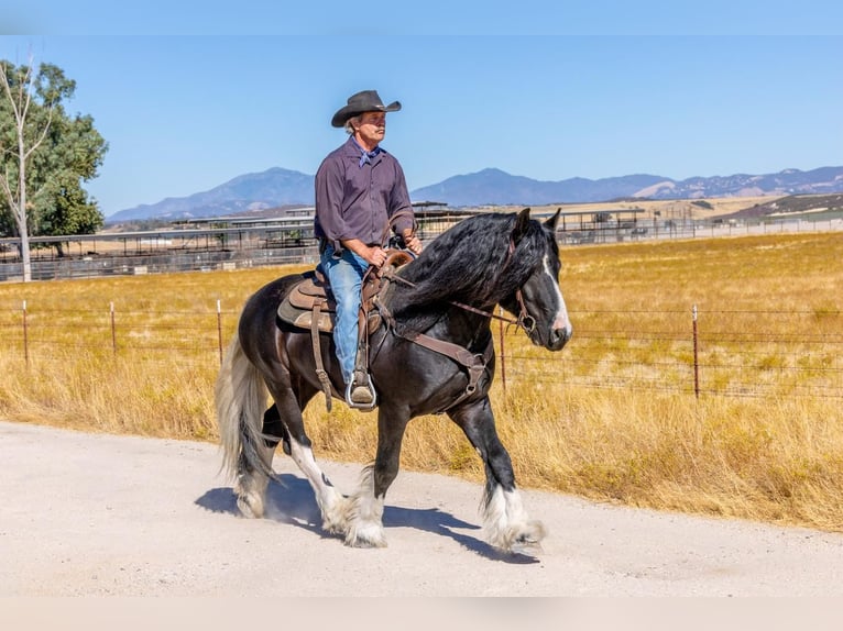 Cob Irlandese / Tinker / Gypsy Vanner Mix Stallone 6 Anni 155 cm Tobiano-tutti i colori in Lockwood, CA