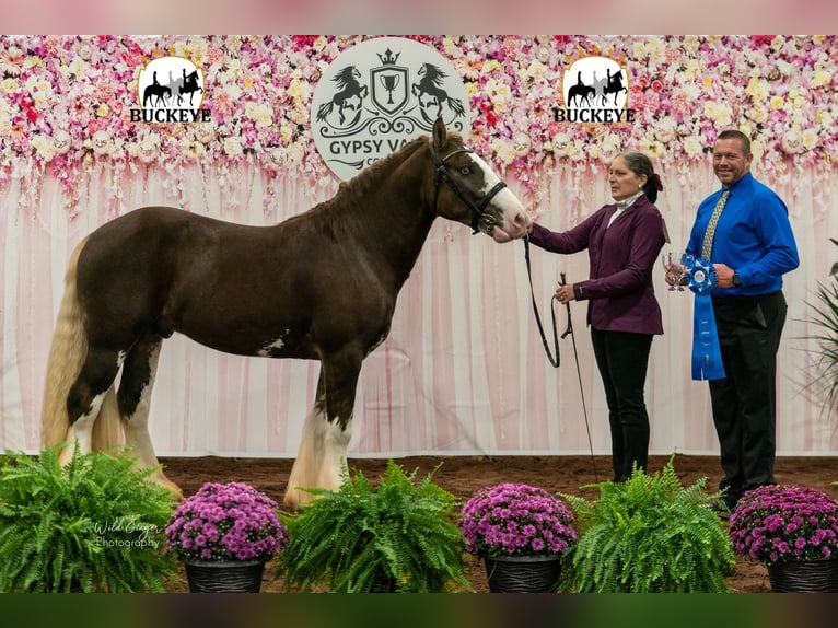 Cob Irlandese / Tinker / Gypsy Vanner Stallone 6 Anni Baio in Brooksville FL