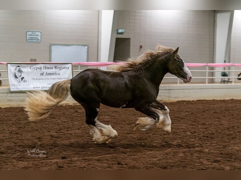 Cob Irlandese / Tinker / Gypsy Vanner Stallone 6 Anni Baio in Brooksville FL