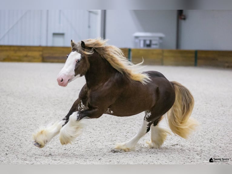 Cob Irlandese / Tinker / Gypsy Vanner Stallone 6 Anni Baio in Brooksville FL