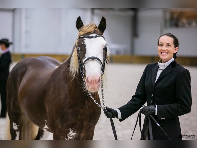 Cob Irlandese / Tinker / Gypsy Vanner Stallone 6 Anni Baio in Brooksville FL