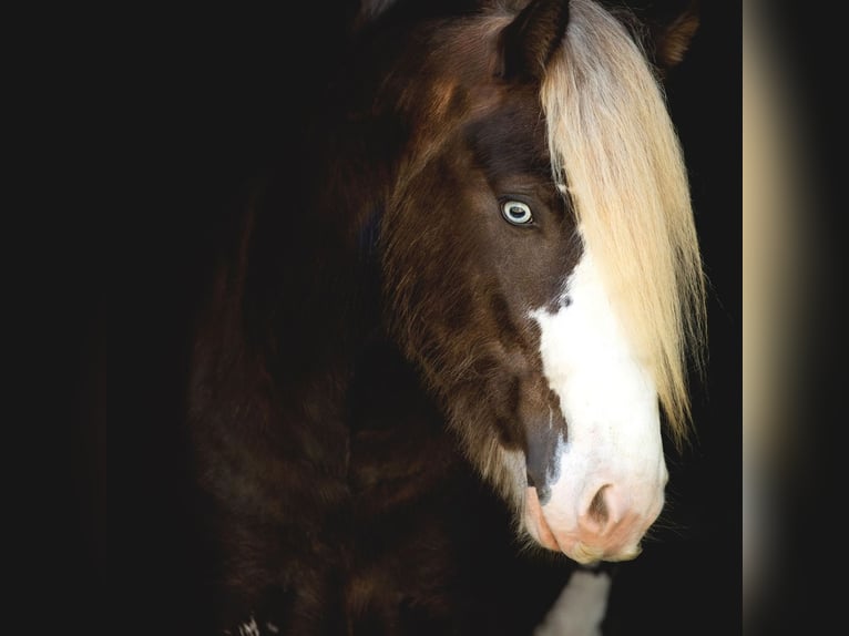 Cob Irlandese / Tinker / Gypsy Vanner Stallone 6 Anni Baio in Brooksville FL