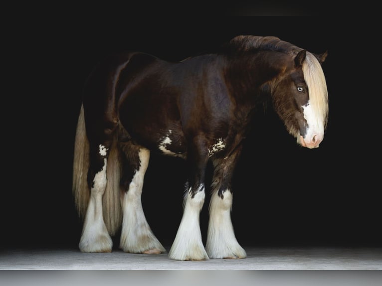 Cob Irlandese / Tinker / Gypsy Vanner Stallone 6 Anni Baio in Brooksville FL