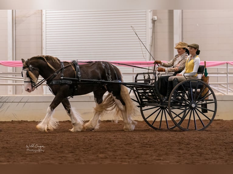 Cob Irlandese / Tinker / Gypsy Vanner Stallone 6 Anni Baio in Brooksville FL