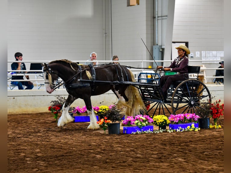 Cob Irlandese / Tinker / Gypsy Vanner Stallone 6 Anni Baio in Brooksville FL