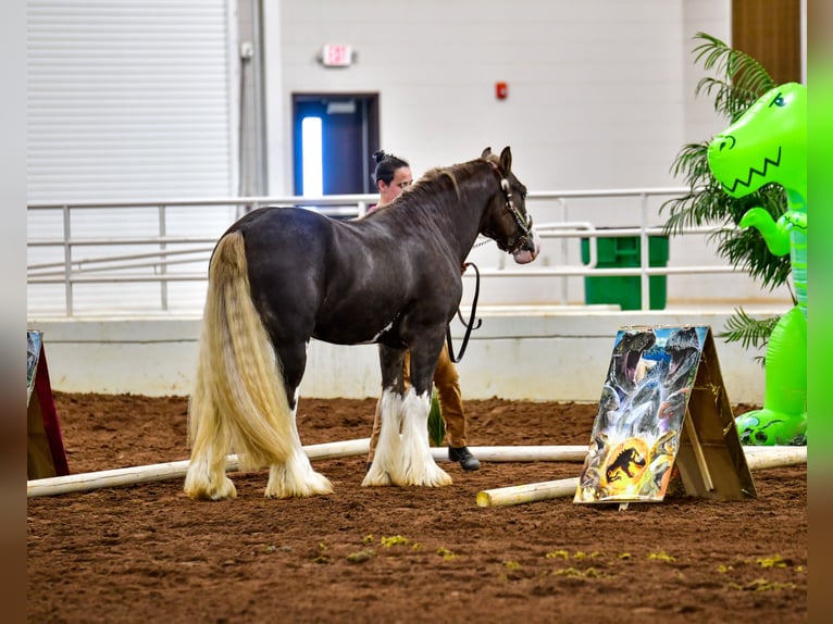 Cob Irlandese / Tinker / Gypsy Vanner Stallone 6 Anni Baio in Brooksville FL