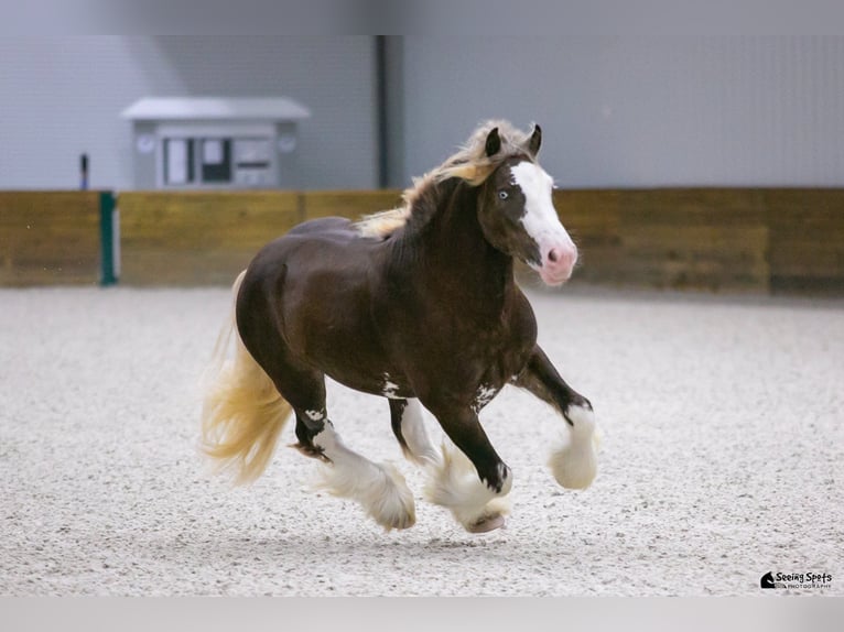 Cob Irlandese / Tinker / Gypsy Vanner Stallone 6 Anni Baio in Brooksville FL