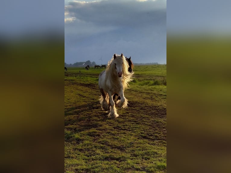 Cob Irlandese / Tinker / Gypsy Vanner Stallone 7 Anni 138 cm Sabino in Oerel