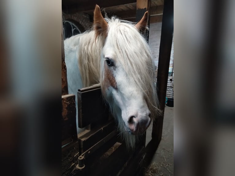 Cob Irlandese / Tinker / Gypsy Vanner Stallone 7 Anni 138 cm Sabino in Oerel