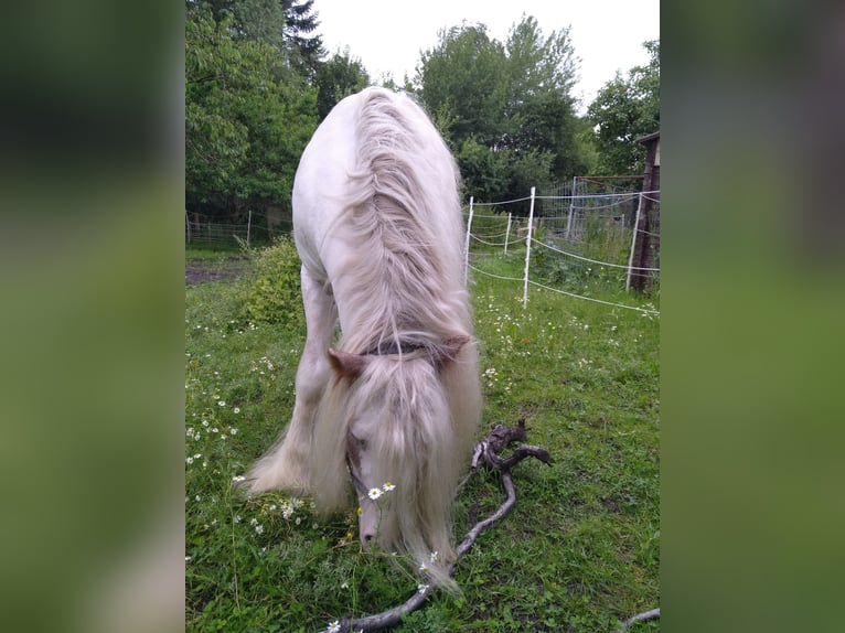 Cob Irlandese / Tinker / Gypsy Vanner Stallone 7 Anni 138 cm Sabino in Oerel