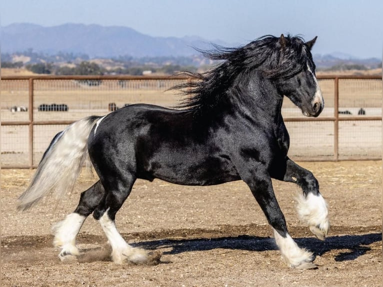 Cob Irlandese / Tinker / Gypsy Vanner Mix Stallone 7 Anni 155 cm Tobiano-tutti i colori in Lockwood, CA