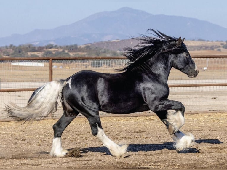 Cob Irlandese / Tinker / Gypsy Vanner Mix Stallone 7 Anni 155 cm Tobiano-tutti i colori in Lockwood, CA