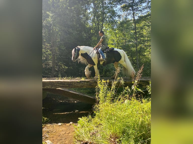 Cob Irlandese / Tinker / Gypsy Vanner Stallone 8 Anni 152 cm in Millerstown