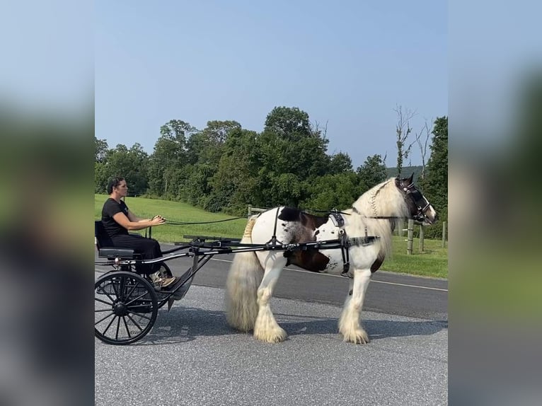 Cob Irlandese / Tinker / Gypsy Vanner Stallone 8 Anni 152 cm in Millerstown