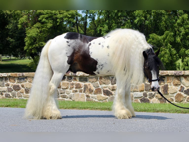 Cob Irlandese / Tinker / Gypsy Vanner Stallone 8 Anni 152 cm in Millerstown