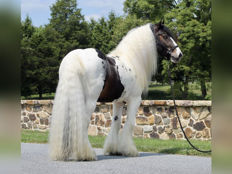 Cob Irlandese / Tinker / Gypsy Vanner Stallone 8 Anni 152 cm in Millerstown