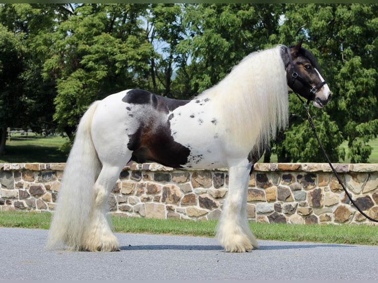 Cob Irlandese / Tinker / Gypsy Vanner Stallone 8 Anni 152 cm in Millerstown