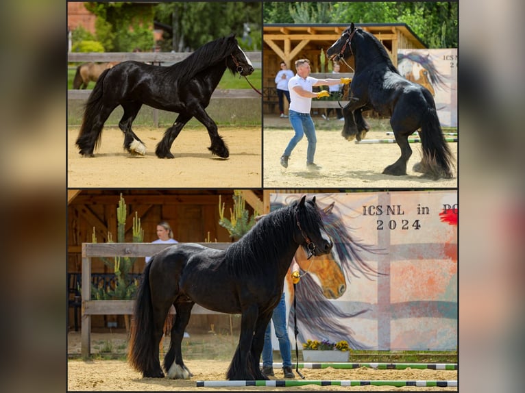 Cob Irlandese / Tinker / Gypsy Vanner Stallone Morello in Buk