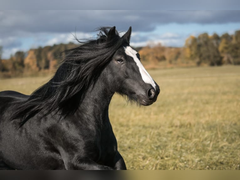 Cob Irlandese / Tinker / Gypsy Vanner Stallone Morello in Buk