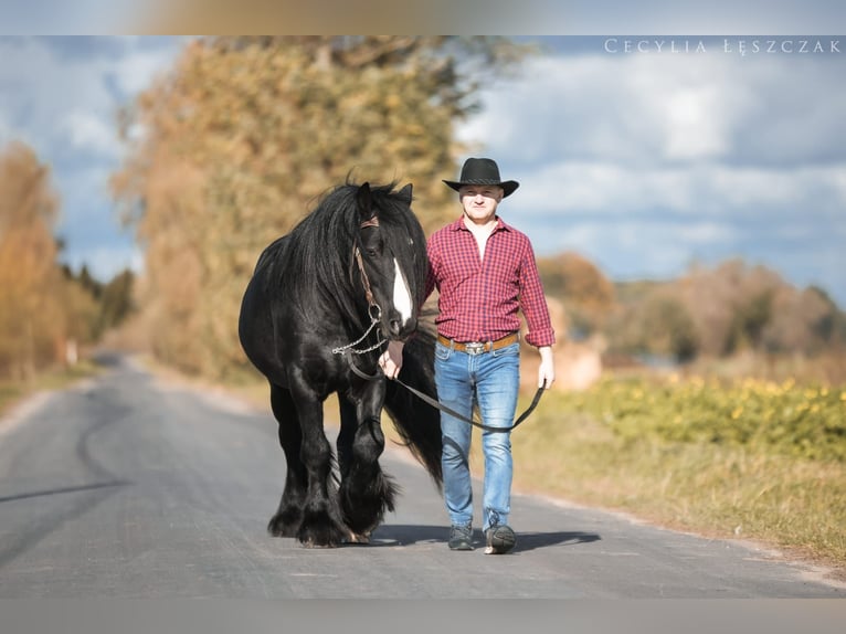 Cob Irlandese / Tinker / Gypsy Vanner Stallone Morello in Buk