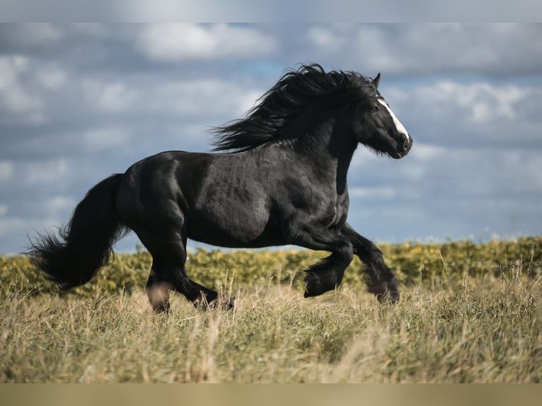 Cob Irlandese / Tinker / Gypsy Vanner Stallone Morello in Buk