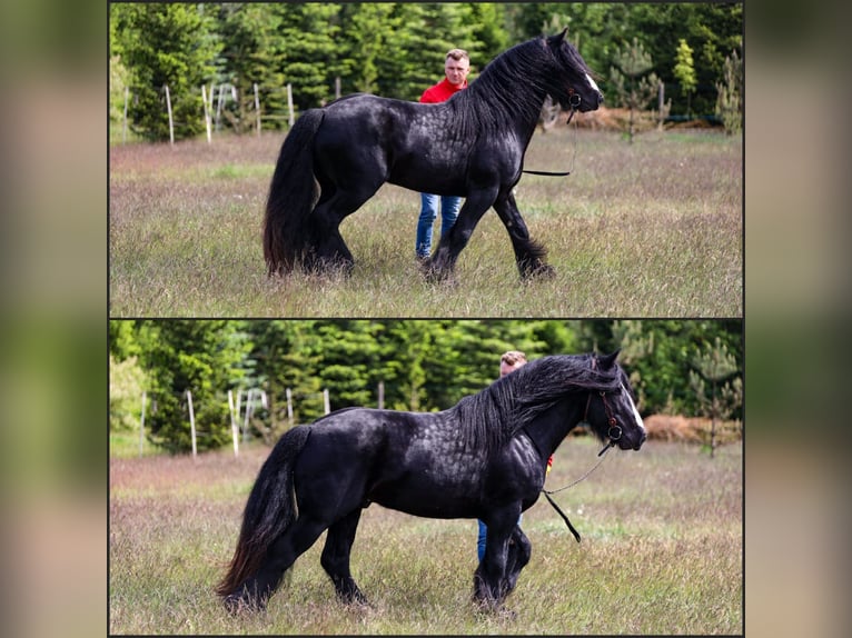 Cob Irlandese / Tinker / Gypsy Vanner Stallone Morello in Buk