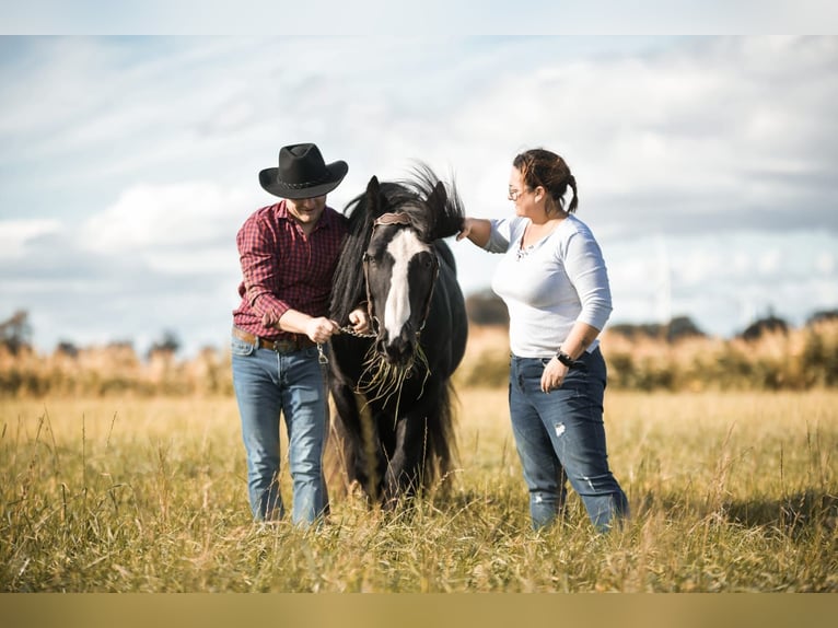 Cob Irlandese / Tinker / Gypsy Vanner Stallone Morello in Buk