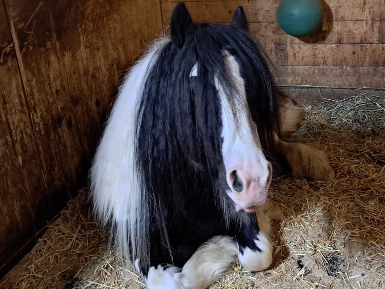 Cob Irlandese / Tinker / Gypsy Vanner Stallone Pezzato in Thannhausen