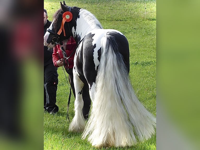 Cob Irlandese / Tinker / Gypsy Vanner Stallone Pezzato in Thannhausen