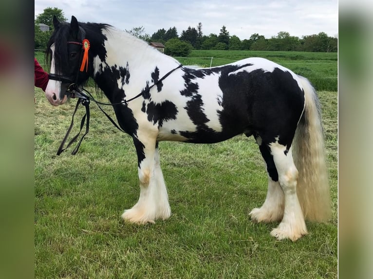 Cob Irlandese / Tinker / Gypsy Vanner Stallone Pezzato in Thannhausen