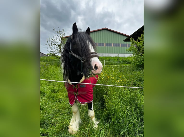 Cob Irlandese / Tinker / Gypsy Vanner Stallone Pezzato in Thannhausen