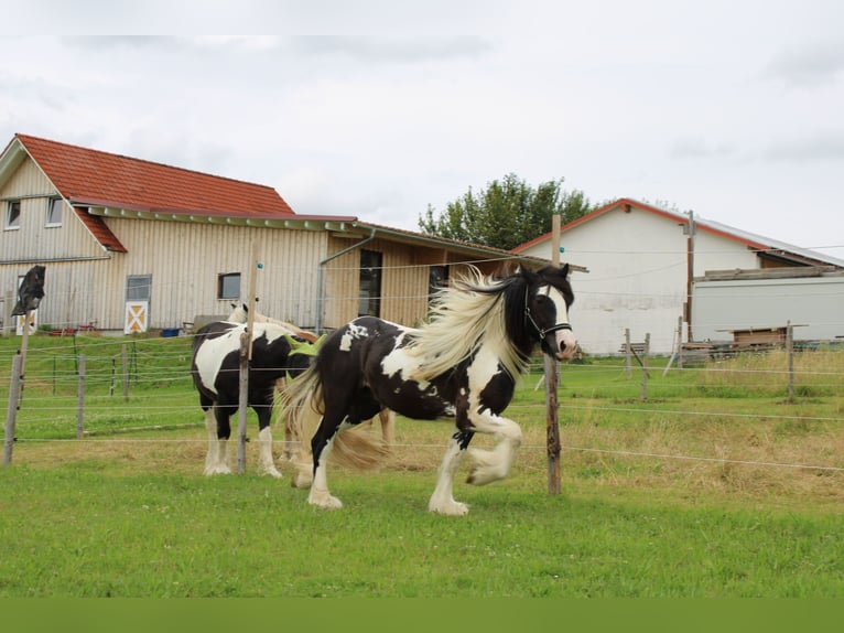 Cob Irlandese / Tinker / Gypsy Vanner Stallone Pezzato in Thannhausen