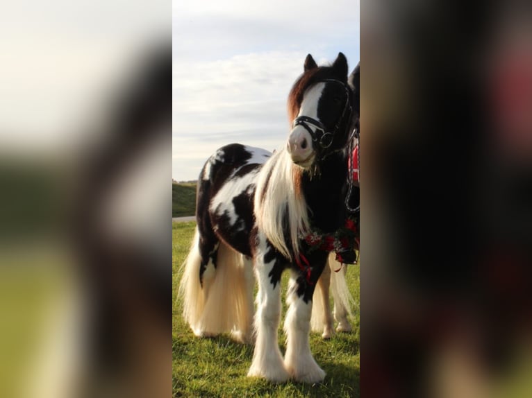 Cob Irlandese / Tinker / Gypsy Vanner Stallone Pezzato in Thannhausen