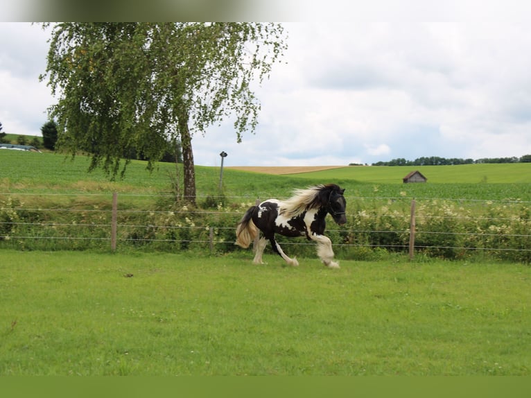 Cob Irlandese / Tinker / Gypsy Vanner Stallone Pezzato in Thannhausen