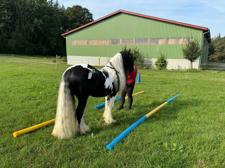 Cob Irlandese / Tinker / Gypsy Vanner Stallone Pezzato in Thannhausen