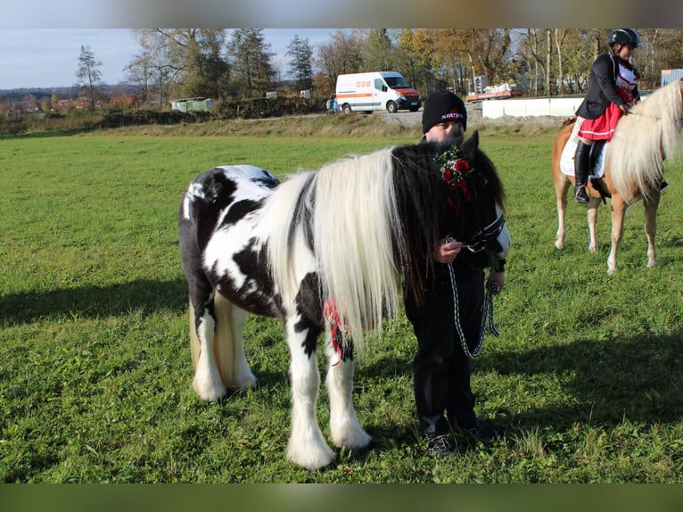 Cob Irlandese / Tinker / Gypsy Vanner Stallone Pezzato in Thannhausen