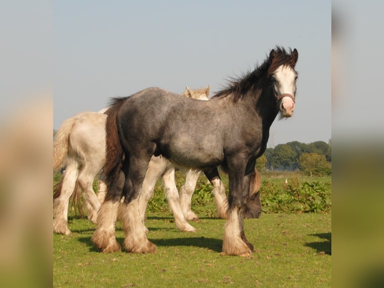 Cob Irlandese / Tinker / Gypsy Vanner Stallone Pezzato in Sprang-Capelle