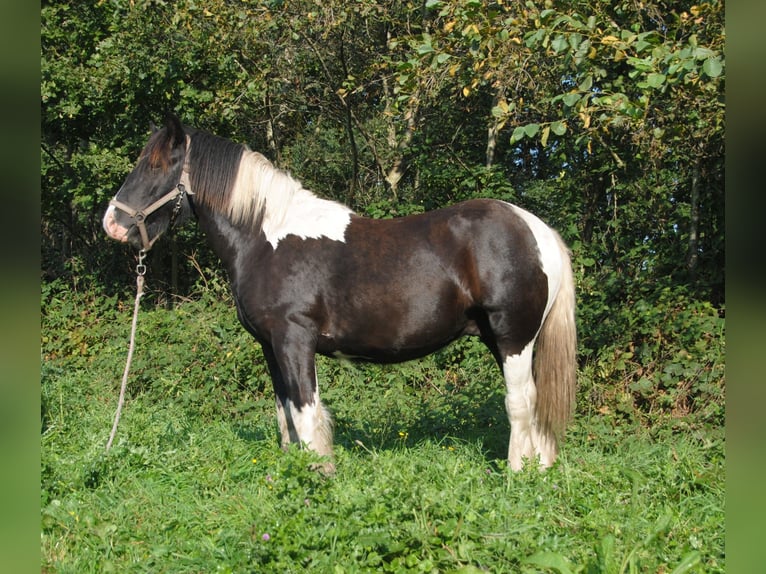 Cob Irlandese / Tinker / Gypsy Vanner Stallone Pezzato in Sprang-Capelle