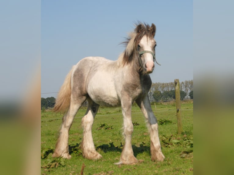 Cob Irlandese / Tinker / Gypsy Vanner Stallone Pezzato in Sprang-Capelle