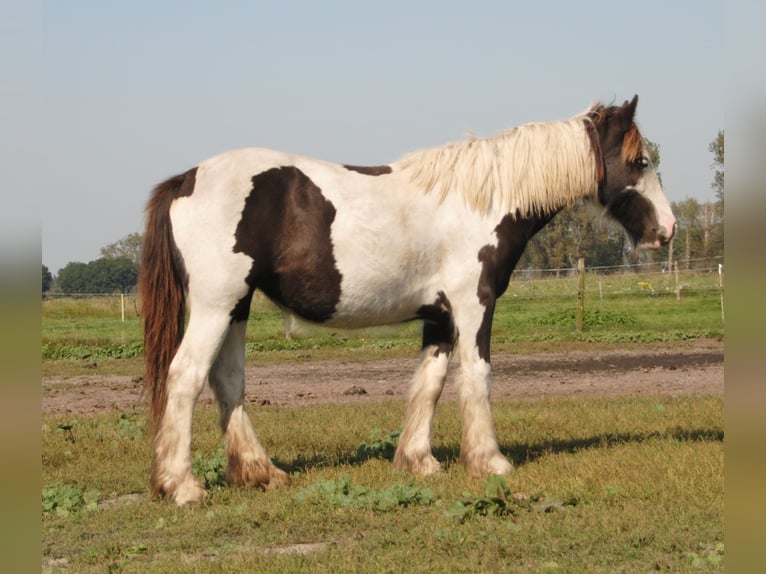 Cob Irlandese / Tinker / Gypsy Vanner Stallone Pezzato in Sprang-Capelle