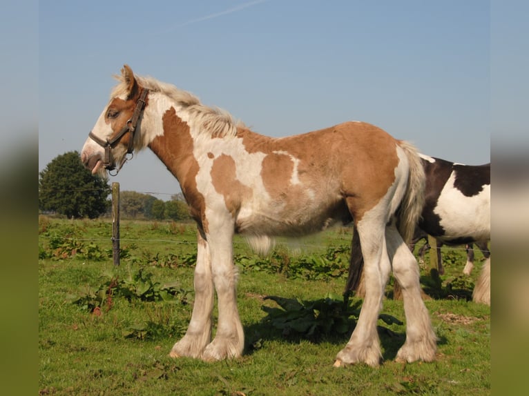 Cob Irlandese / Tinker / Gypsy Vanner Stallone Pezzato in Sprang-Capelle