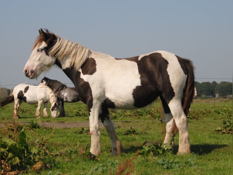 Cob Irlandese / Tinker / Gypsy Vanner Stallone Pezzato in Sprang-Capelle