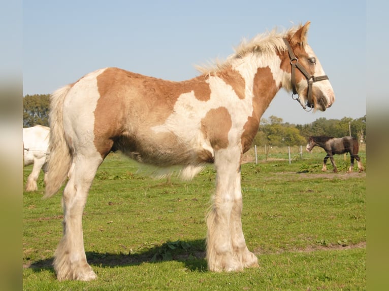 Cob Irlandese / Tinker / Gypsy Vanner Stallone Pezzato in Sprang-Capelle