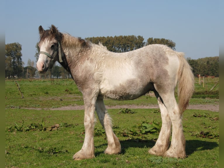 Cob Irlandese / Tinker / Gypsy Vanner Stallone Pezzato in Sprang-Capelle