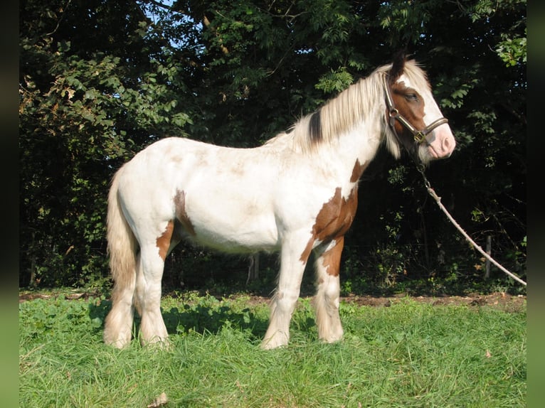 Cob Irlandese / Tinker / Gypsy Vanner Stallone Pezzato in Sprang-Capelle