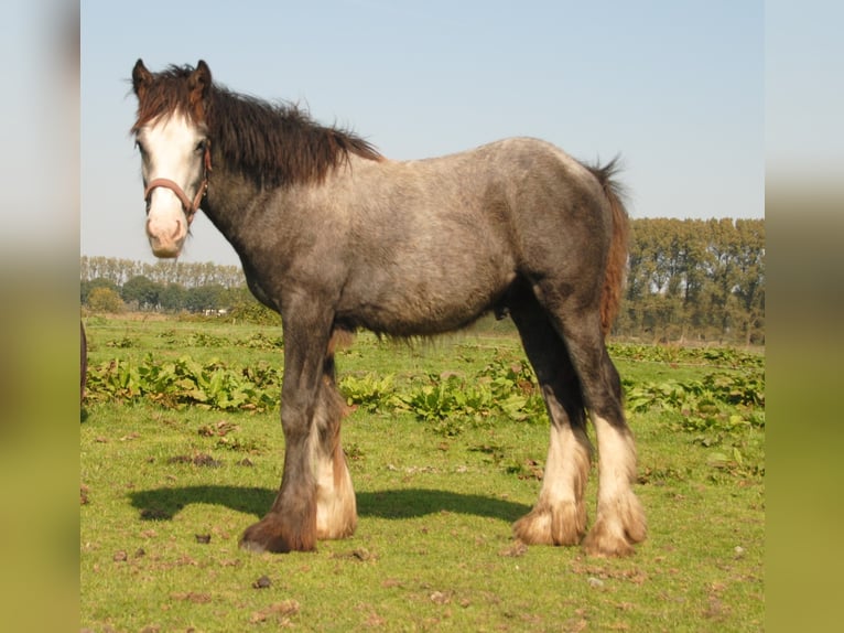 Cob Irlandese / Tinker / Gypsy Vanner Stallone Pezzato in Sprang-Capelle