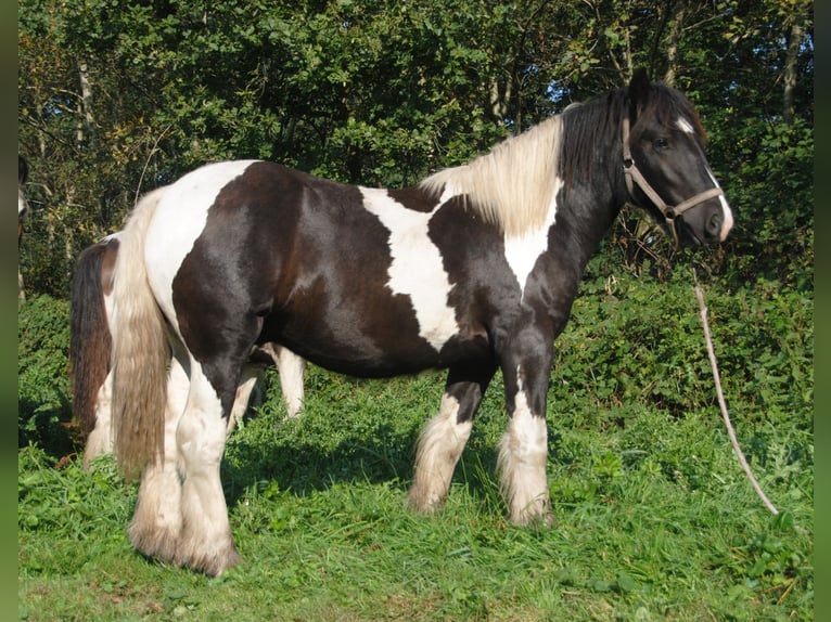 Cob Irlandese / Tinker / Gypsy Vanner Stallone Pezzato in Sprang-Capelle